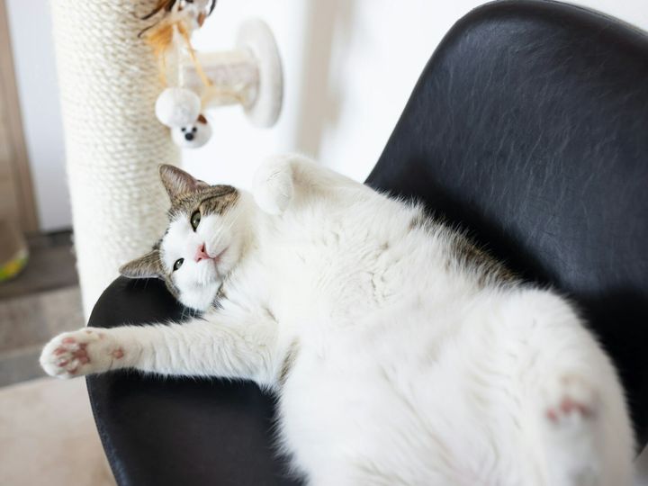 Fat cat laying on leather chair next to scratching post