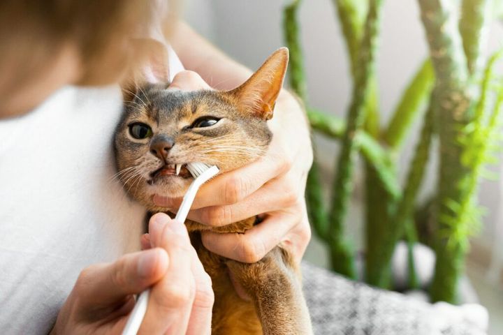 Man in white t-shirt brushing cute blue Abyssinian cat's teeth at home