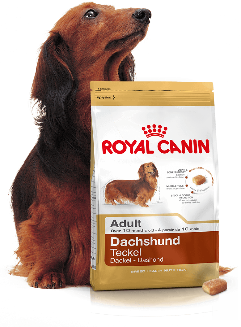 Royal Canin Dachshund Adult Mousse - Cibo Umido Per Bassotti Adulti (12 X 85g) - Foto 4