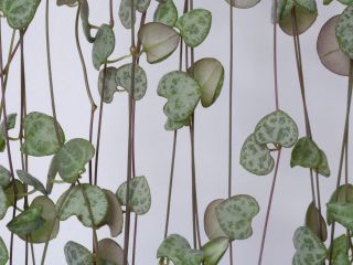 Ceropegia - pielęgnacja, jaka ziemia, kwitnienie, rodzaje