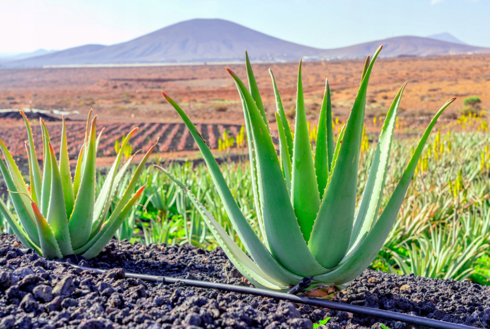 Aloe Vera Aloes Leczniczy 30cm - Ceny i opinie - Ceneo.pl