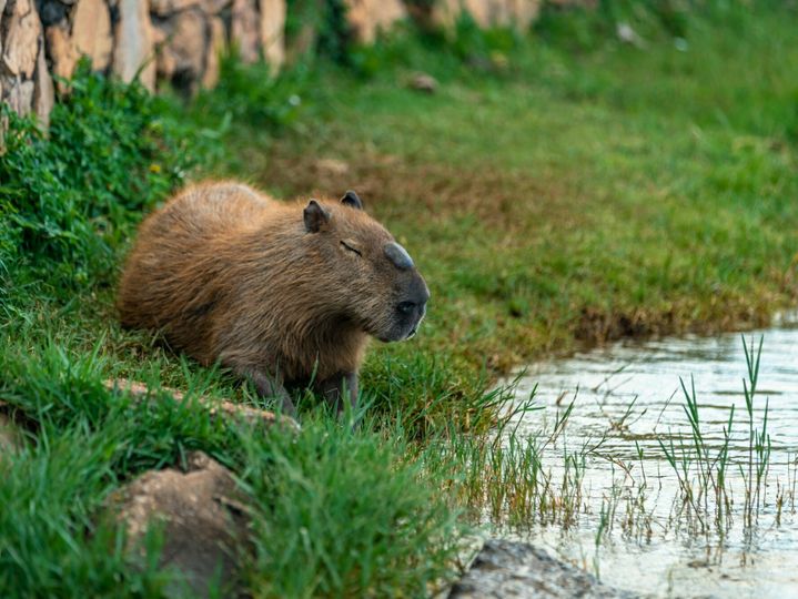 The largest rodent in the world Capybara in the wild