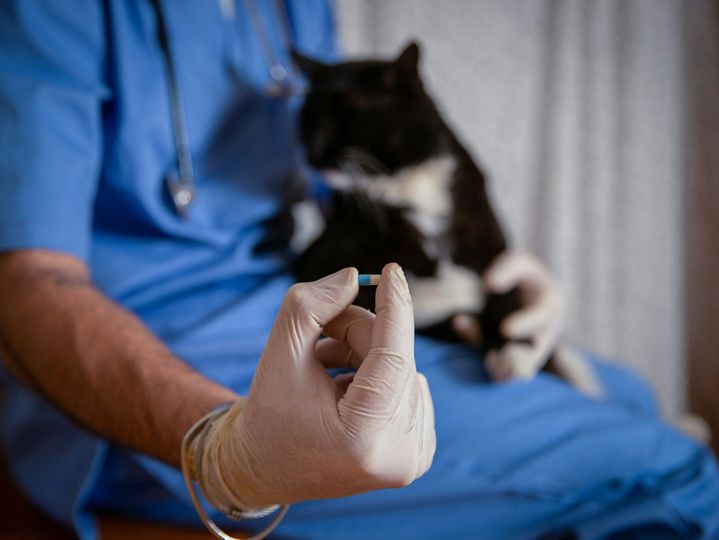 Close-up of a medicine given to a cat during a home doctor visit, copy space on the right