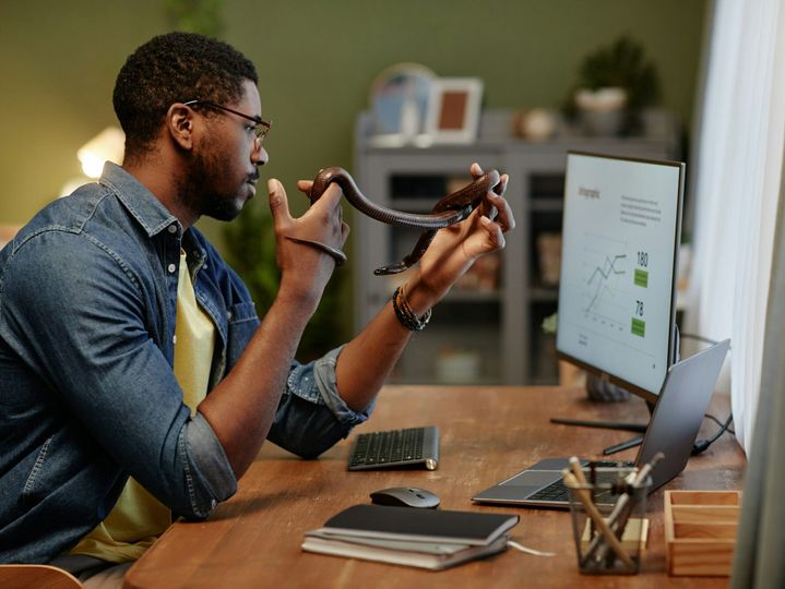 Young businessman with rat snake in hands analyzing graphic data