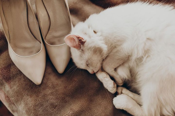 Cute white cat with funny emotion and beige stylish shoes