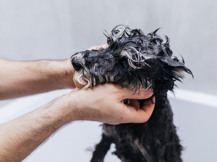 szampon dla psa