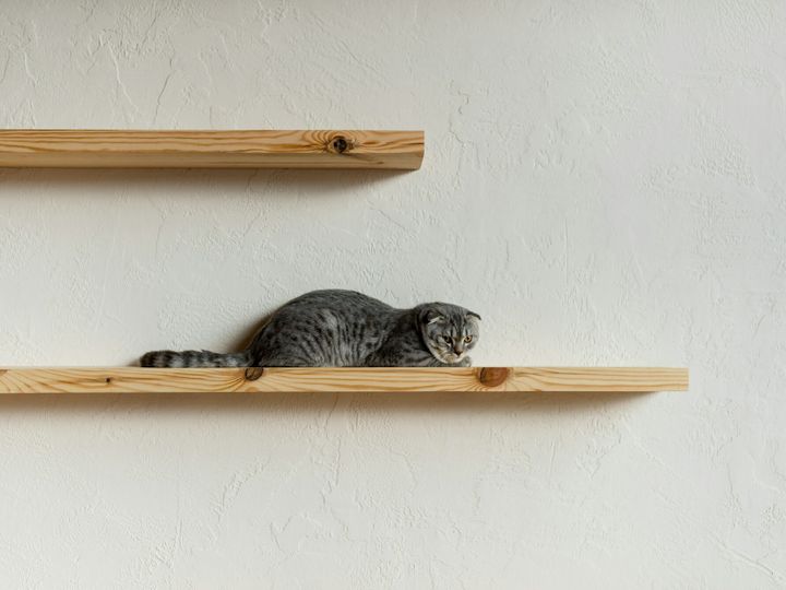 fluffy scottish fold cat lying on wooden shelf