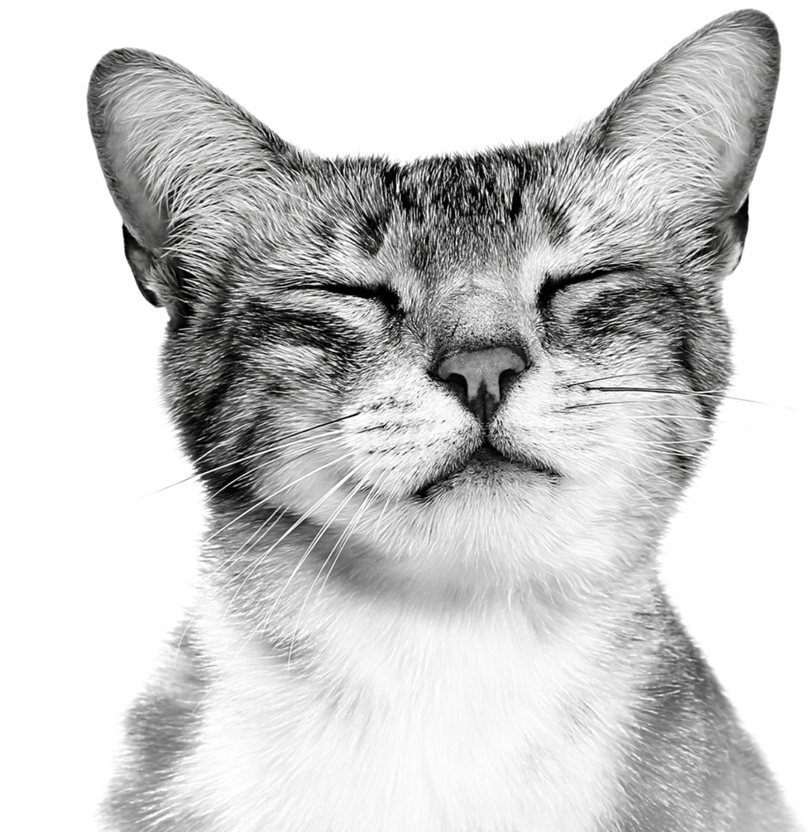 Royal Canin