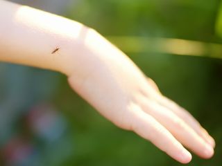 Co na ukąszenia komarów dla dzieci