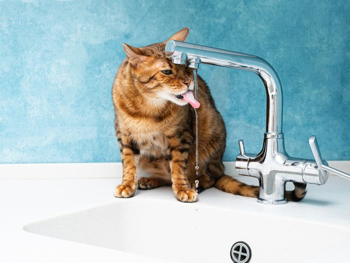 Cute Bengal Cat Drinking Water with Tongue from Tap in Kitchen.