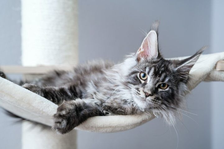 Tabby grey maine coon kitten with tassel ears at home
