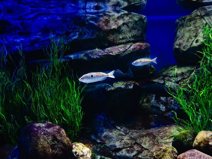 Exotic freshwater fishes in aquarium