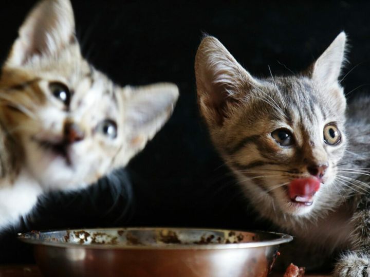 co jedzą małe kotki