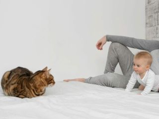 Kot i noworodek w domu – jak się do tego przygotować?