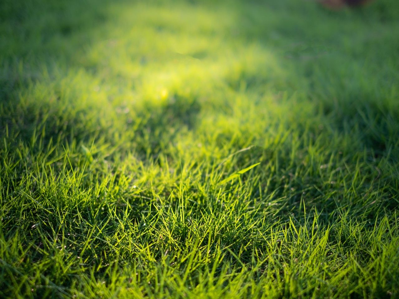 Jak siać trawę? Sposoby na sianie trawy Blog ZrobioneRecznie.pl