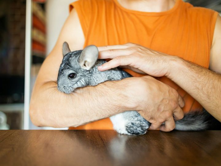 Man holding cute chinchilla in room, closeup