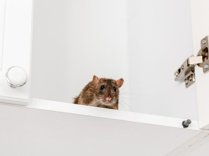 jak zabezpieczyć wc przed szczurami