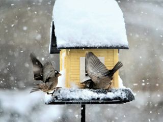 Winter bird feeder two sparrows