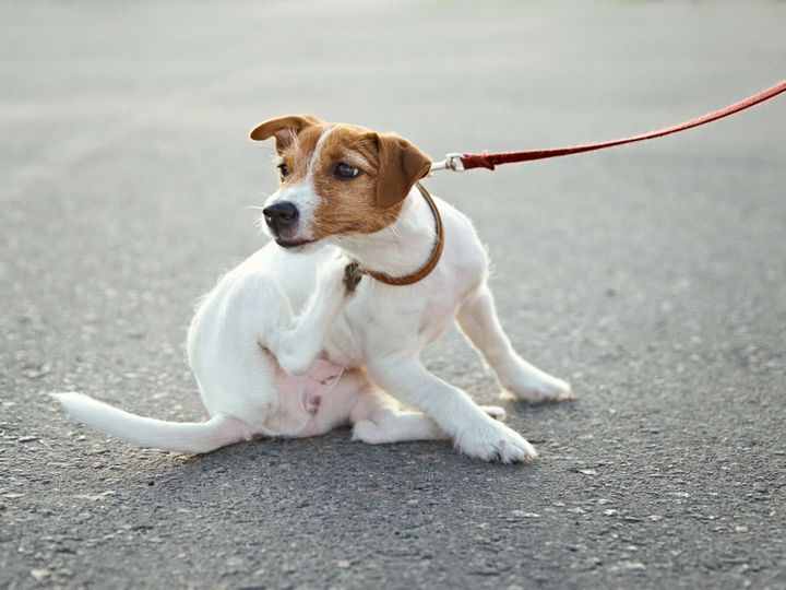 Owner walking jack russell terrier dog outside. Dog scratches fleas on the street