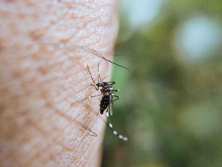 ranking środków na komary