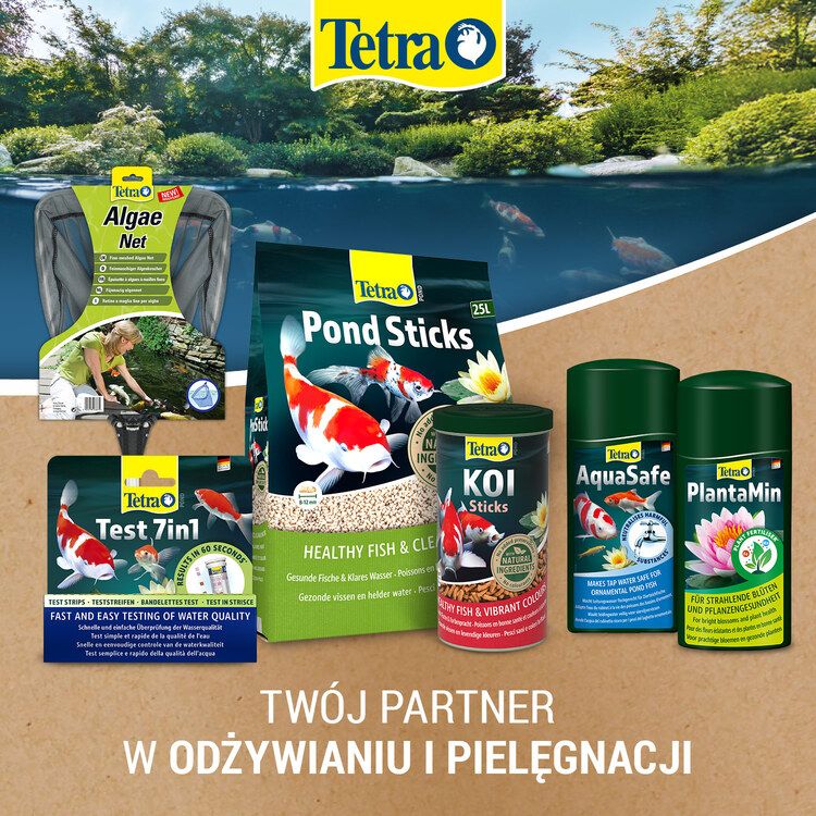 Tetra asortyment-5