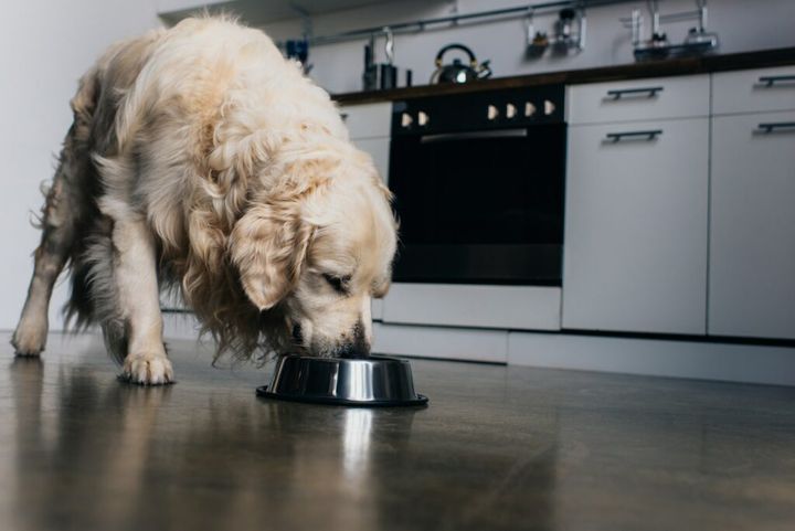 miska spowalniająca jedzenie dla psa