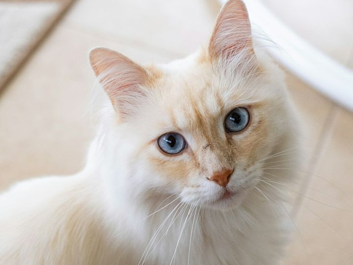 Beautiful muzzle of a cat with blue eyes