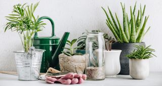Kotyledon – pielęgnacja, jaka ziemia, kwitnienie, rodzaje