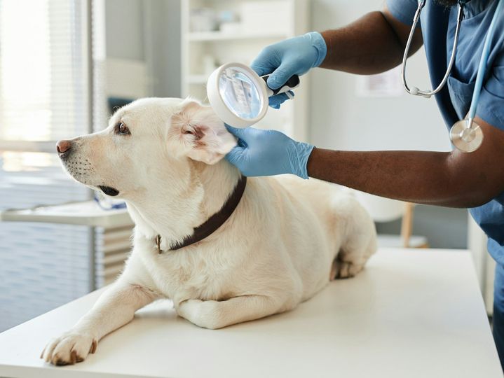 Gloved hands of veterinarian with magnifying glass examining ears of dog