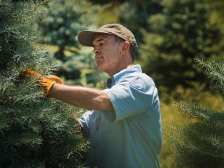 Kiedy sadzić iglaki