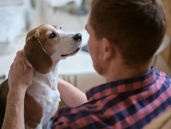 calming effect of hugging a beloved Beagle. Strategies for stress relief, adopting shelter dogs, the