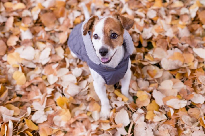 cute dog wearing grey coat looking at camera.Sitting on Yellow leaves background.Autumn