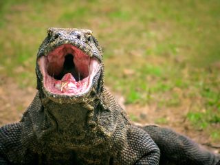 waran z komodo w domu