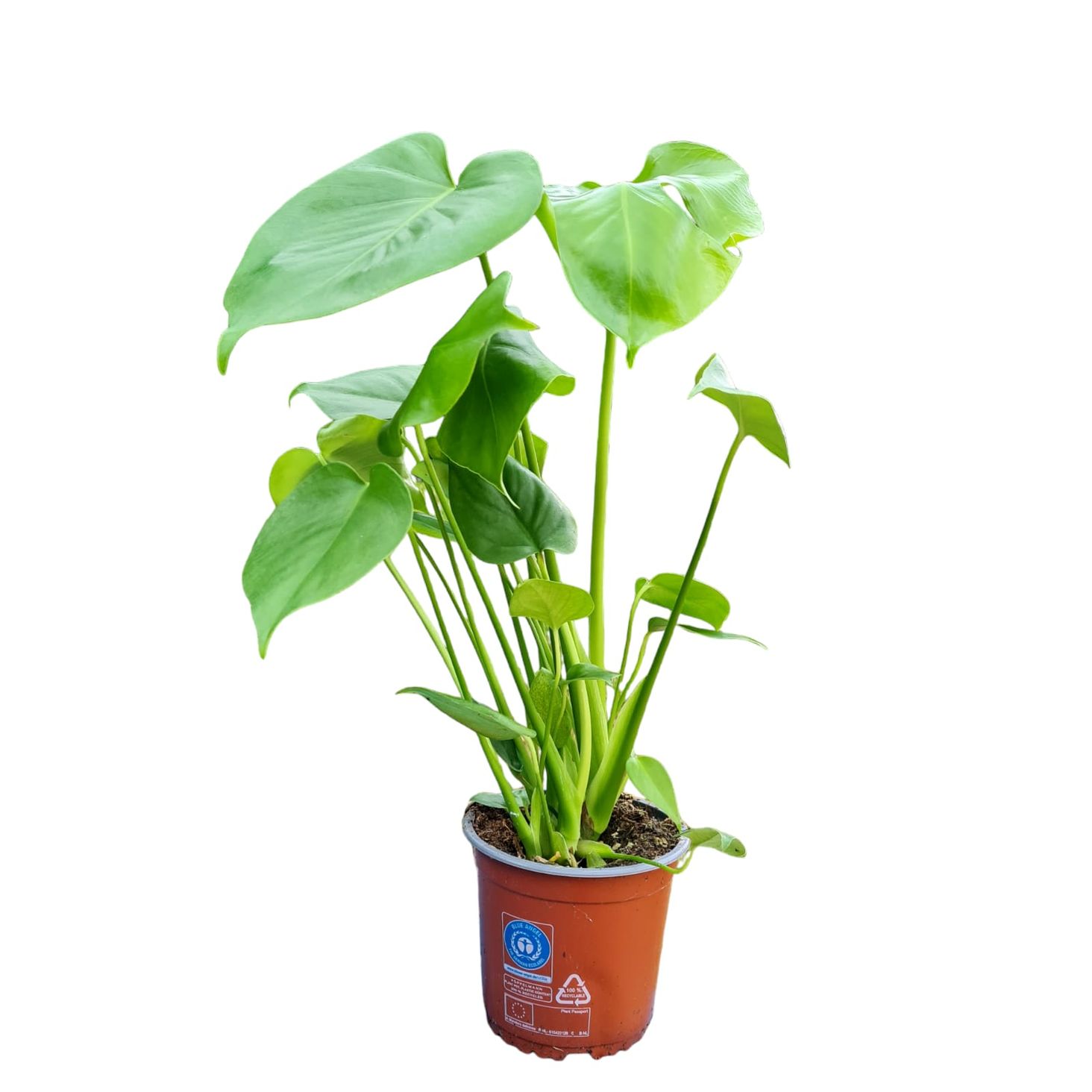 Monstera Dziurawa Deliciosa - Ceny i opinie - Ceneo.pl