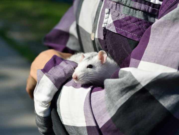 Domestic rat Dumbo sits in the hands of the hostess for a walk in the park on a sunny summer day.