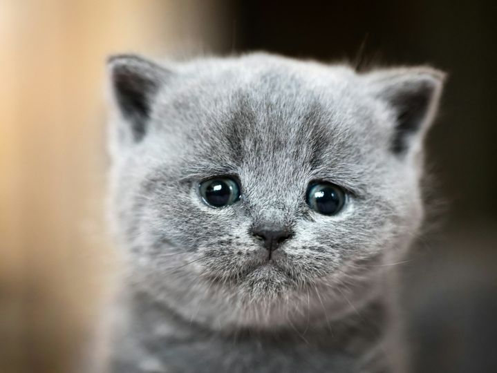 Cute kitten portrait. British Shorthair cat