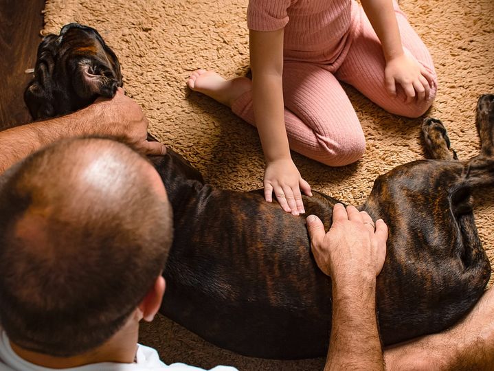 Caring for pregnant pets. family and dog