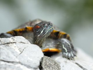 jak dbac o zolwia wodno ladowego