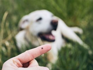 Preparat na kleszcze do ogrodu: jaki będzie najskuteczniejszy?