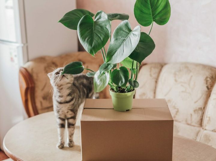 rośliny bezpieczne dla kota