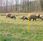 Do hodowli zwierząt Siatka Elektryczna Pastuch Dla Owiec 50M W.90Cm P - zdjęcie 4
