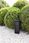 Lutec Lampa Mains (LT9702203012) - zdjęcie 4