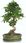Zielona Doniczka Z Podstawką Ceramiczna Niska Misa Na Bonsai I Rośliny Cebulowe Polnix 19Cm - zdjęcie 6