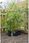 Nature Bariera Korzeniowa 0,7 X 3 M, Hdpe, Czarna, 6030226 - zdjęcie 2