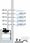Tip Hydrofor Pompa 800W 3300L/H 4,6 Bar Inox Filtr - zdjęcie 9