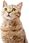 Karma dla kota Alleva Holistic Adult Cat Ocean Fish+Hemp&Aloe Vera 10Kg - zdjęcie 4