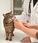 Karma dla kota Inaba Cat Churu Nourrish Formuła z Tuńczykiem i Kurczakiem 50x14g - zdjęcie 4