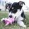 Kong Puppy Binkie Medium Niebieski - zdjęcie 5