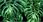 Alfa-Cer Płytka Ścienna Dekoracyjna Monstera Black Dec. B Glossy 29,8X59,8 - zdjęcie 2