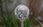 Merkury Market Lampa Solarna 2 Led Stal Kula 11 MR1797376 - zdjęcie 5